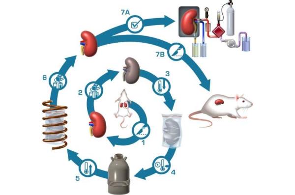 在器官移植方面，首次将大鼠肾脏低温冷冻100天后仍可使用