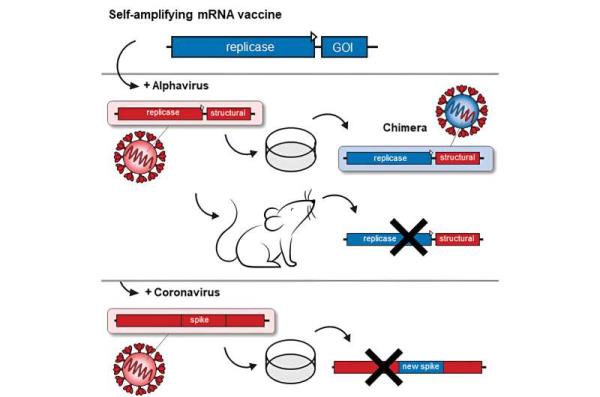 自我扩增mRNA疫苗在实验室和动物试验中似乎是安全的