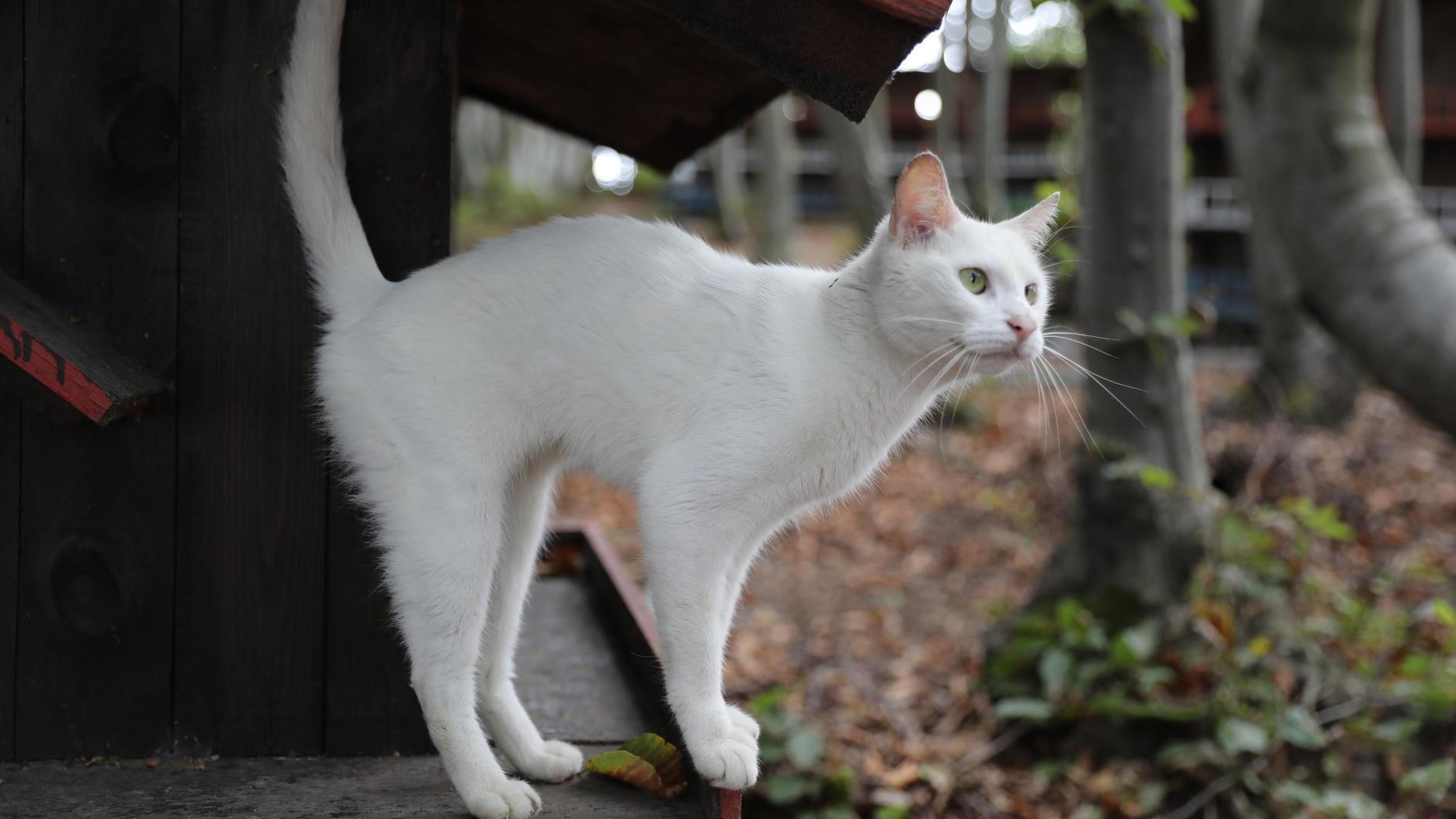 三星市的“猫镇”为流浪猫提供了家